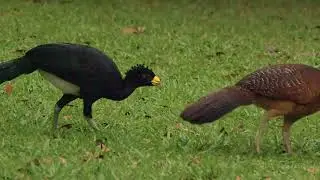 12 10 Great Curassow