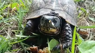 ULTRA RARE! 😍 Box Turtle in the WILD Eatin mushroom lol i love him #shorts #nature #animals