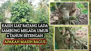 REVIEW LADA SAMBUNG MELADA UMUR 2 TAHUN SETENGAH, GIMANA YAA BENTUKNYA