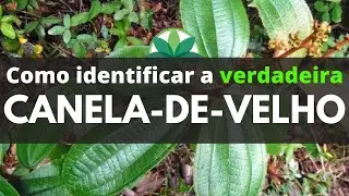 Que planta &eacute; essa, Daniel? CANELA DE VELHO