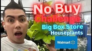 STOP Buying Every Plant! My 2026 No Buy Challenge at Walmart Big Box Store Plant Shopping Behaviors