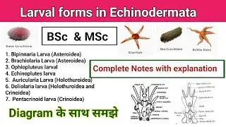larval forms of echinodermata msc zoology | larval forms of echinodermata bsc 1st year #msc #bsc 