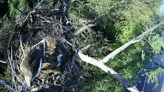 Nest check. The male is adjusting the branches in the nest when the female is sitting nearby.
