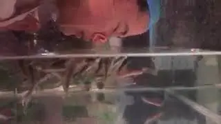 GARRA FISH SPA - FISH FACIAL
