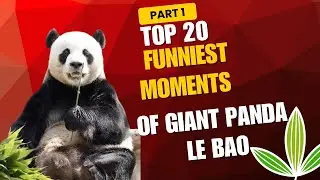 Top 20 Funniest Moment Of Giant Panda Le Bao | 大熊猫乐宝20大萌趣 | 南极新朋友 | 芝麻开门 冥想曲 #lebao #乐宝 #러바오 #panda