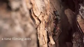 A time filming ants