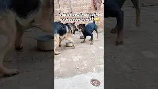 German Shepherd vs. Rottweiler!! Wtf! #dogs #shorts