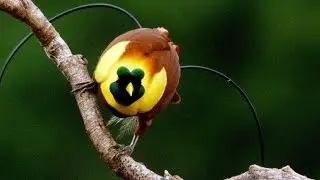 Red Birds Of Paradise | Behind The Scenes | Planet Earth II