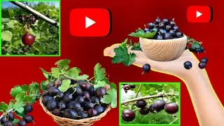 Jostaberry growing guide | how to grow Jostaberry