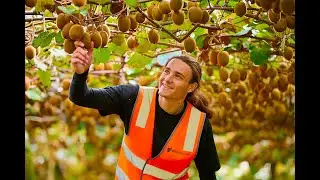 Hill Laboratories Kiwifruit Sampling and Testing