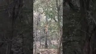 Kali tiger reserves jungle safari Dandeli