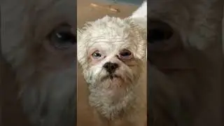 This Is How My Dog Will Look When Old 😭👵🏼👵🏼 #cute #maltese
