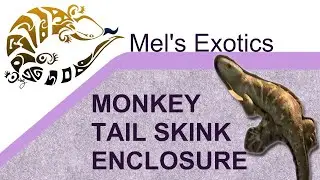 Building a Monkey Tail Skink Enclosure