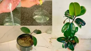 How To Grow Rubber Plant At home | how Fast Growing Rubber Plant |
