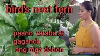 How to care for bird's nest fern| garlet via