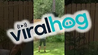 Man and His Yorkie Encounter Black Bear in Backyard || ViralHog