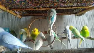 🌿 Natural Remedies for Healthy & Energetic Budgies #HolisticPets