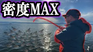 シーバスが大集結した瞬間にペンシルベイトを使うと…