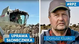 Uprawa SŁONECZNIKA wg Dariusza Klusko | RPZ