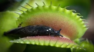 SLUG vs Venus Flytrap | From Capture to Digestion