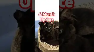 Feral Kittens Update #cat #catlover #pets #catlife #catrescue #tnr #feralkittens #catman #update