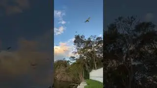 Lots of birds #trending #asmr #asmrsounds #satisfying #virals  #birds #bird