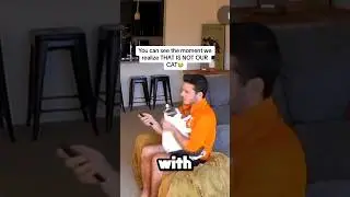 Couple Brings The Wrong Cat Home (@thebrandonrobert)