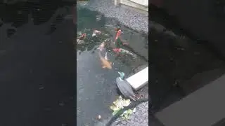 koi carp pond