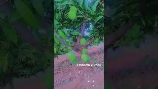 🥭 Mango 🥭 Season Start || PAMARRU || pamarrukurodu