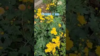 #Singer Kim Yong-bin #Flower water