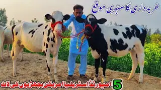 Mashaallah so beautifully HF heifers available for sale Australia American Dutch freezen 03017225604