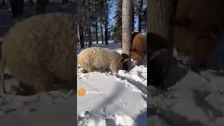 #animals #animal #animal #animalsco