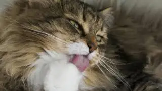 6 Tips for Determining Your Cat&rsquo;s Age