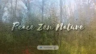 Fake Window - Afternoon Rainstorm - Dripping Rain and Sounds for Sleep, Relaxation, Meditation.