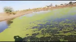 علف رخيص ومفيد للاسماك ولباقي الحيوانات والطيور. الازولا. عبدالله صالح الخالدي