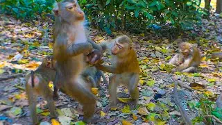 That's Great!! Monkey Libby doing best to protect Lily from Pretty who tries grabbing Lily
