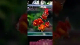 Beautiful  Goldfish Tank #ryukin #ryukingoldfish#fish#aquarium #fishtank #goldfish#swimforthedream