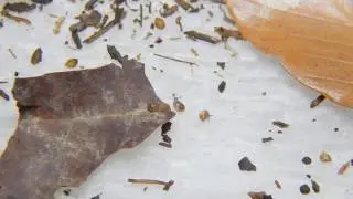 Cochlicopa morseana (Doherty, 1878) Appalachian Pillar Snail