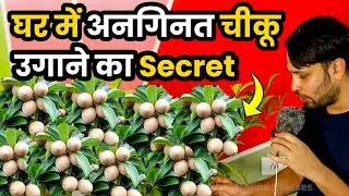 CHIKU PLANT SE FRUIT LENE KA TARIKA | Sapota PLANT CARE AND GROWING TIPS | GARDENING | Daily Vlogs
