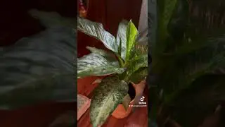 The gift for myself ❤️ Happy National House Plant Day!