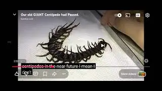 Reaction video (credits to exotics lair)