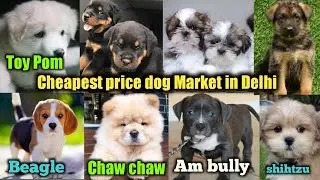 Cheapest Dog Puppies Shop In Delhi | Home Delivery Available | All Dog's Low Rate 