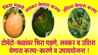 #टोमॅटो - #फळांवर चिरा पडणे , लवकर व उशिरा येणारा #करपा - #कारणे व #उपाययोजना !।#Doctor_Kisan#शेती।