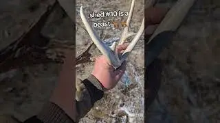 posting last year's videos to build account #deer #shedhunting #deerhunt #bowhunting #fyp #oklahoma