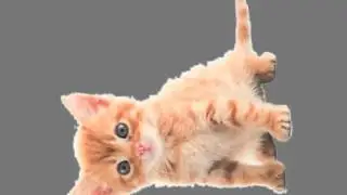 Harlem Shake v.Meow
