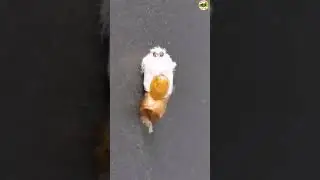 #shorts | Angel or Ghost? Cute Hairy Moth