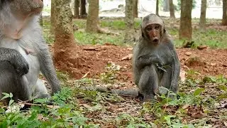 Poor little Julina monkey crying for milk and grooming | Julina angry mum reject her begging