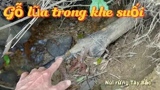 Gỗ lũa trong khe suối | N&Uacute;I RỪNG T&Acirc;Y BẮC #golua #goquy #dogoquannga #viralvideo 