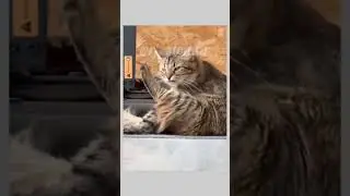 Simpoli X Jeth Ji | Funny Cat Dubbing #funny #shorts #comedy #memes #jhnkbjk #rjstomar