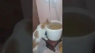 Прикол с котом пьет воду с ведра